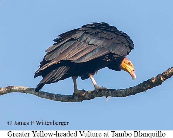 Greater Yellow-headed Vulture - &copy; James F Wittenberger and Exotic Birding LLC