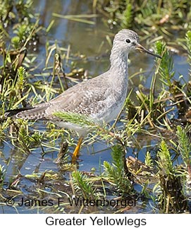 Greater Yellowlegs - © James F Wittenberger and Exotic Birding LLC Greater Yellowlegs - © James F Wittenberger and Exotic Birding LLC