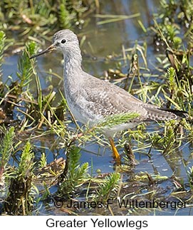 Greater Yellowlegs - © James F Wittenberger and Exotic Birding LLC