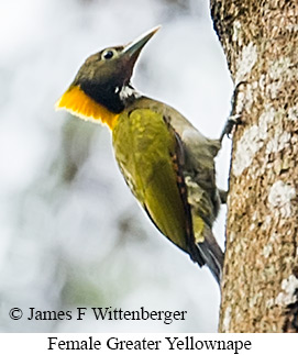 Female Greater Yellownape - © James F Wittenberger and Exotic Birding LLC Female Greater Yellownape - © James F Wittenberger and Exotic Birding LLC