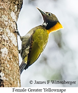 Female Greater Yellownape - © James F Wittenberger and Exotic Birding LLC