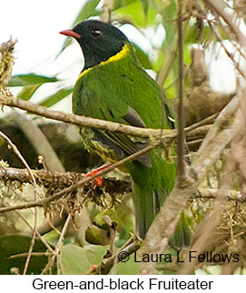 Green-and-black Fruiteater - © Laura L Fellows and Exotic Birding LLC