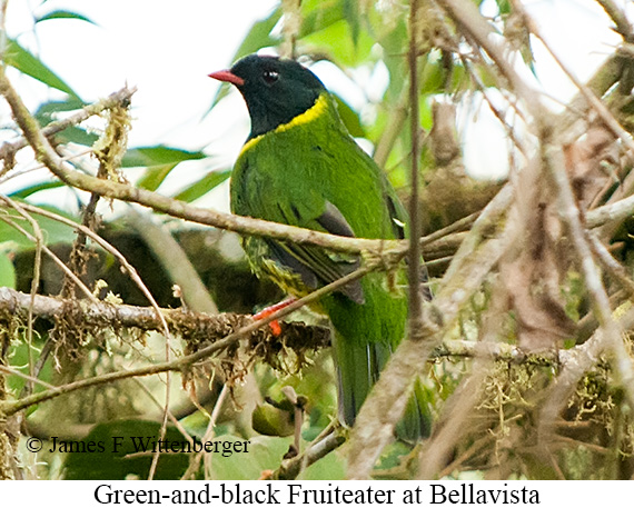 Green-and-black Fruiteater - &copy; James F Wittenberger and Exotic Birding LLC