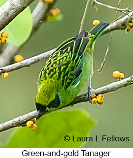 Green-and-gold Tanager - © Laura L Fellows and Exotic Birding LLC