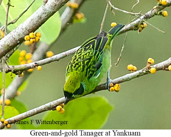 Green-and-gold Tanager - &copy; James F Wittenberger and Exotic Birding LLC