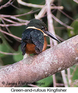 Green-and-rufous Kingfisher - © James F Wittenberger and Exotic Birding LLC