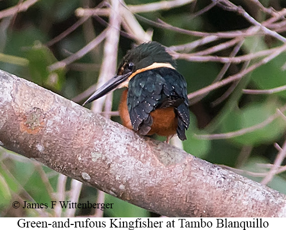 Green-and-rufous Kingfisher - &copy; James F Wittenberger and Exotic Birding LLC