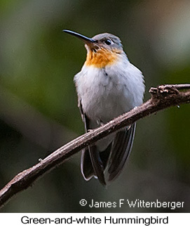 Green-and-white Hummingbird - © James F Wittenberger and Exotic Birding LLC