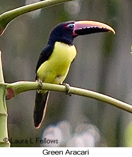 Green Aracari - © Laura L Fellows and Exotic Birding LLC