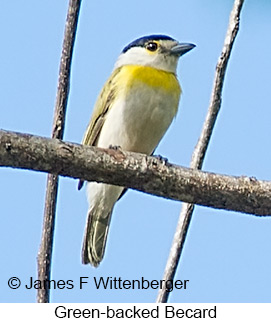 Green-backed Becard - © James F Wittenberger and Exotic Birding LLC