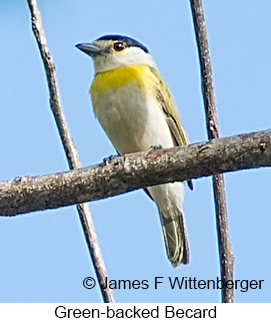 Green-backed Becard - © James F Wittenberger and Exotic Birding LLC