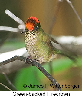 Green-backed Firecrown - © James F Wittenberger and Exotic Birding LLC Green-backed Firecrown - © James F Wittenberger and Exotic Birding LLC