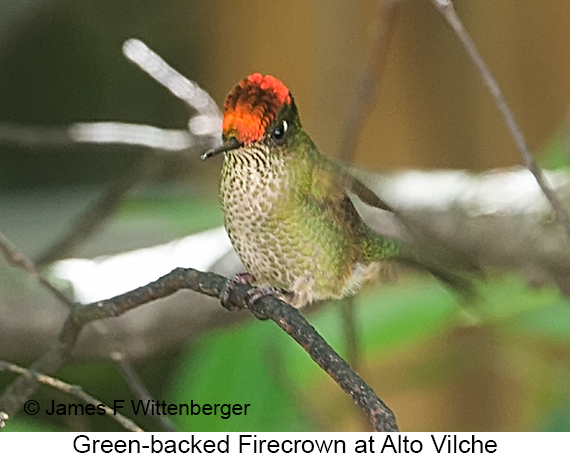 Green-backed Firecrown - © James F Wittenberger and Exotic Birding LLC Green-backed Firecrown - © James F Wittenberger and Exotic Birding LLC