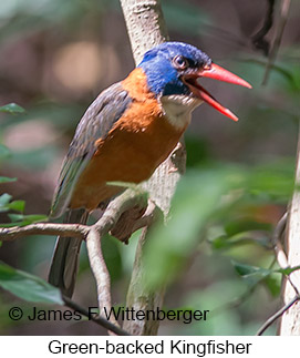 Green-backed Kingfisher - &copy; James F Wittenberger and Exotic Birding LLC