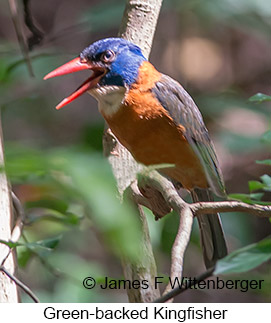 Green-backed Kingfisher - © James F Wittenberger and Exotic Birding LLC