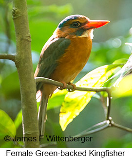 Green-backed Kingfisher - © James F Wittenberger and Exotic Birding LLC