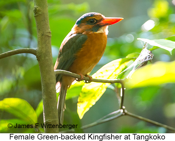 Green-backed Kingfisher - © James F Wittenberger and Exotic Birding LLC