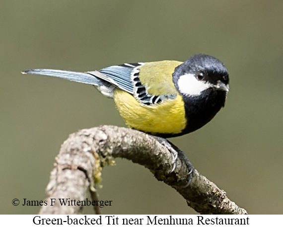 Green-backed Tit - © James F Wittenberger and Exotic Birding LLC Green-backed Tit - © James F Wittenberger and Exotic Birding LLC