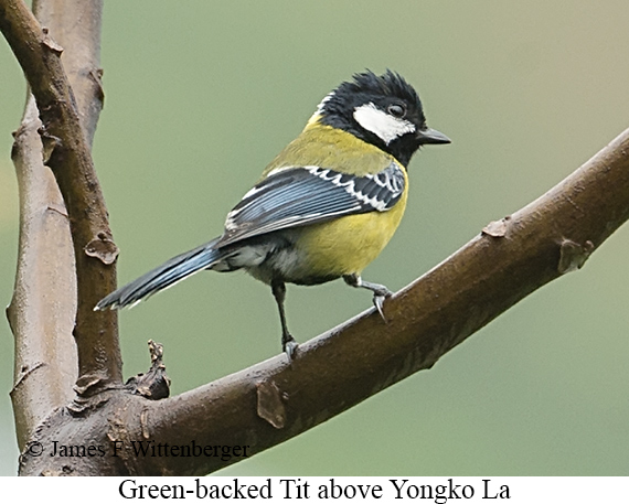 Green-backed Tit - © James F Wittenberger and Exotic Birding LLC Green-backed Tit - © James F Wittenberger and Exotic Birding LLC