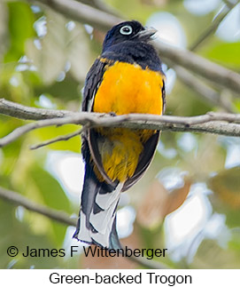 Green-backed Trogon - © James F Wittenberger and Exotic Birding LLC