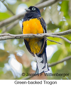 Green-backed Trogon - © James F Wittenberger and Exotic Birding LLC