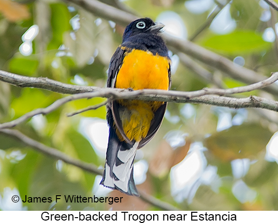 Green-backed Trogon - © James F Wittenberger and Exotic Birding LLC