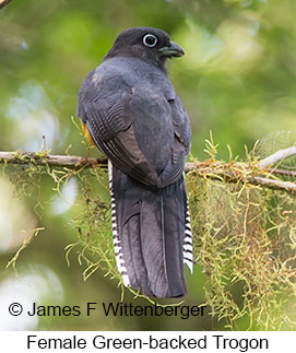 Green-backed Trogon - © James F Wittenberger and Exotic Birding LLC