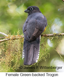 Green-backed Trogon - © James F Wittenberger and Exotic Birding LLC