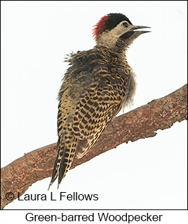 Green-barred Woodpecker - © Laura L Fellows and Exotic Birding LLC
