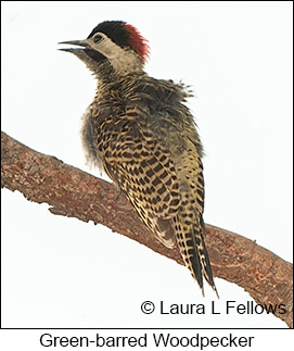 Green-barred Woodpecker - © Laura L Fellows and Exotic Birding LLC