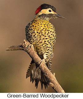 Green-barred Woodpecker  - Courtesy Argentina Wildlife Expeditions