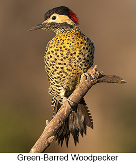 Green-barred Woodpecker  - Courtesy Argentina Wildlife Expeditions
