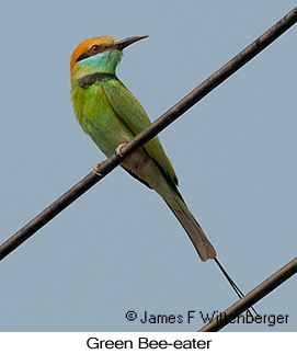Green Bee-eater - © James F Wittenberger and Exotic Birding LLC
