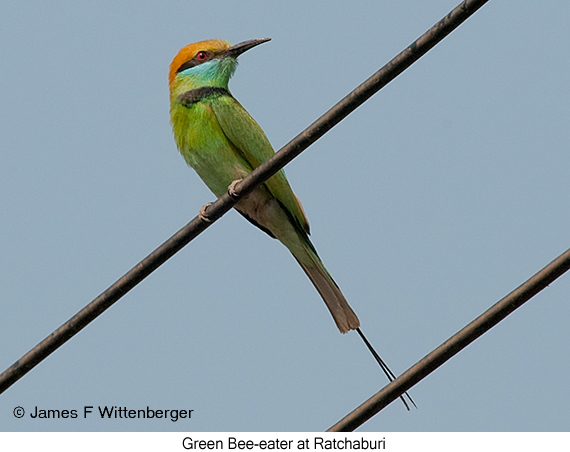 Green Bee-eater - © James F Wittenberger and Exotic Birding LLC