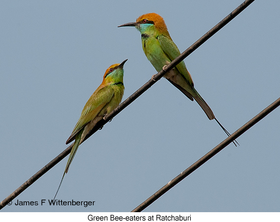 Green Bee-eater - © James F Wittenberger and Exotic Birding LLC