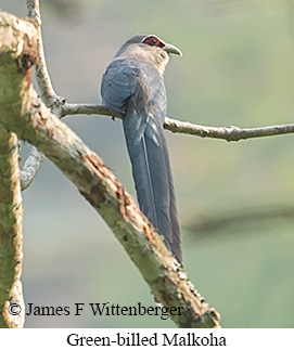 Green-billed Malkoha - &copy; James F Wittenberger and Exotic Birding LLC
