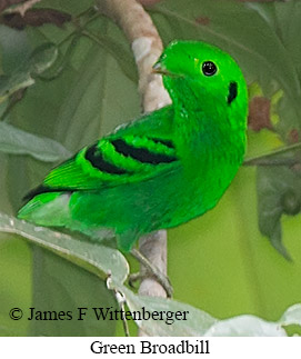 Green Broadbill - © James F Wittenberger and Exotic Birding LLC