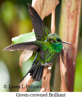 Green-crowned Brilliant - © Laura L Fellows and Exotic Birding LLC