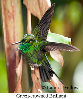 Green-crowned Brilliant - © Laura L Fellows and Exotic Birding Tours Green-crowned Brilliant - © Laura L Fellows and Exotic Birding Tours