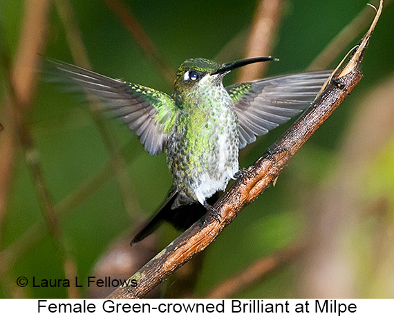 Green-crowned Brilliant - © James F Wittenberger and Exotic Birding LLC