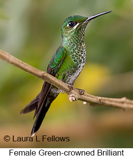 Green-crowned Brilliant - © Laura L Fellows and Exotic Birding Tours Green-crowned Brilliant - © Laura L Fellows and Exotic Birding Tours
