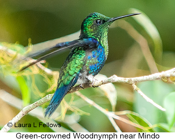 Green-crowned Woodnymph - © James F Wittenberger and Exotic Birding LLC
