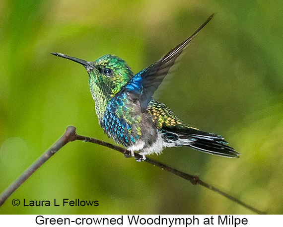 Green-crowned Woodnymph - © James F Wittenberger and Exotic Birding LLC