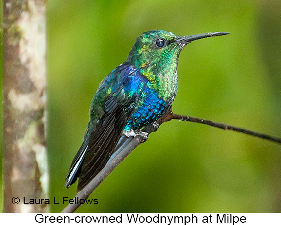 Green-crowned Woodnymph - © Laura L Fellows and Exotic Birding LLC