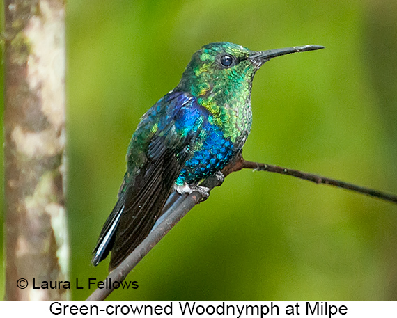Green-crowned Woodnymph - © Laura L Fellows and Exotic Birding LLC