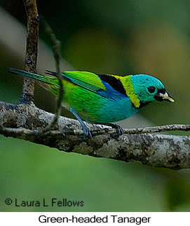 Green-headed Tanager - © Laura L Fellows and Exotic Birding LLC