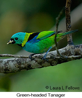 Green-headed Tanager - © Laura L Fellows and Exotic Birding LLC