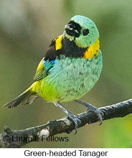 Green-headed Tanager - © Laura L Fellows and Exotic Birding LLC