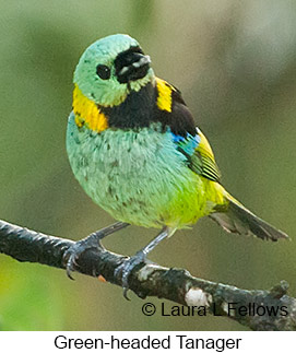 Green-headed Tanager - © Laura L Fellows and Exotic Birding LLC