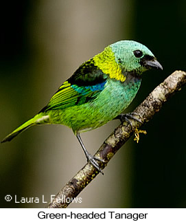 Green-headed Tanager - © Laura L Fellows and Exotic Birding LLC